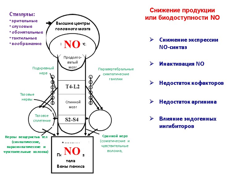 NO NO Снижение продукции  или биодоступности NO Снижение экспрессии  NO-синтаз  